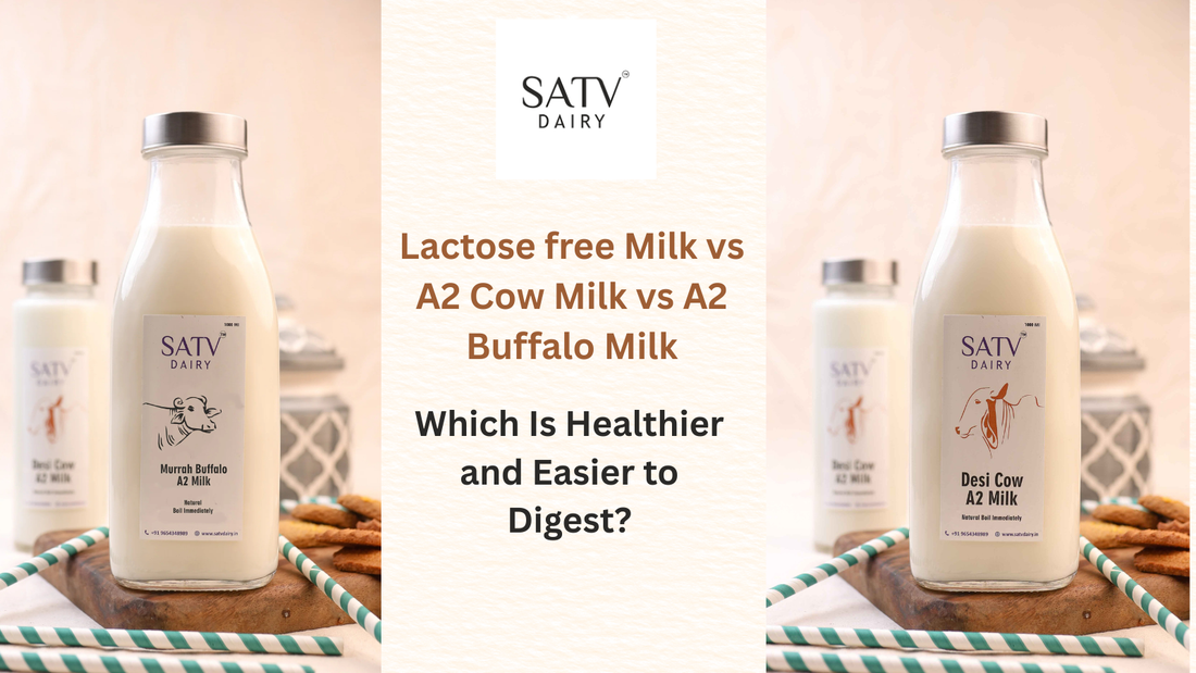 Lactose free Milk vs A2 Cow Milk vs A2 Buffalo Milk: Which Is Healthier and Easier to Digest?