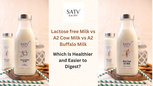Lactose free Milk vs A2 Cow Milk vs A2 Buffalo Milk: Which Is Healthier and Easier to Digest?