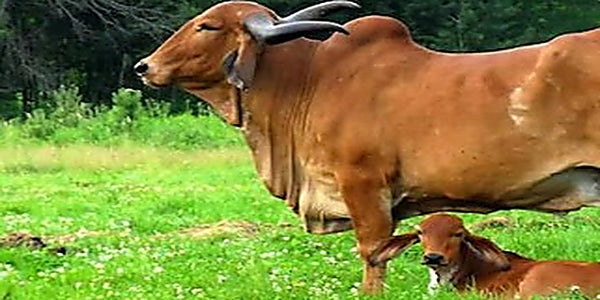 Happy Desi Cows